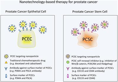 Frontiers | Prostate Cancer Stem Cells And Nanotechnology: A Focus On ...